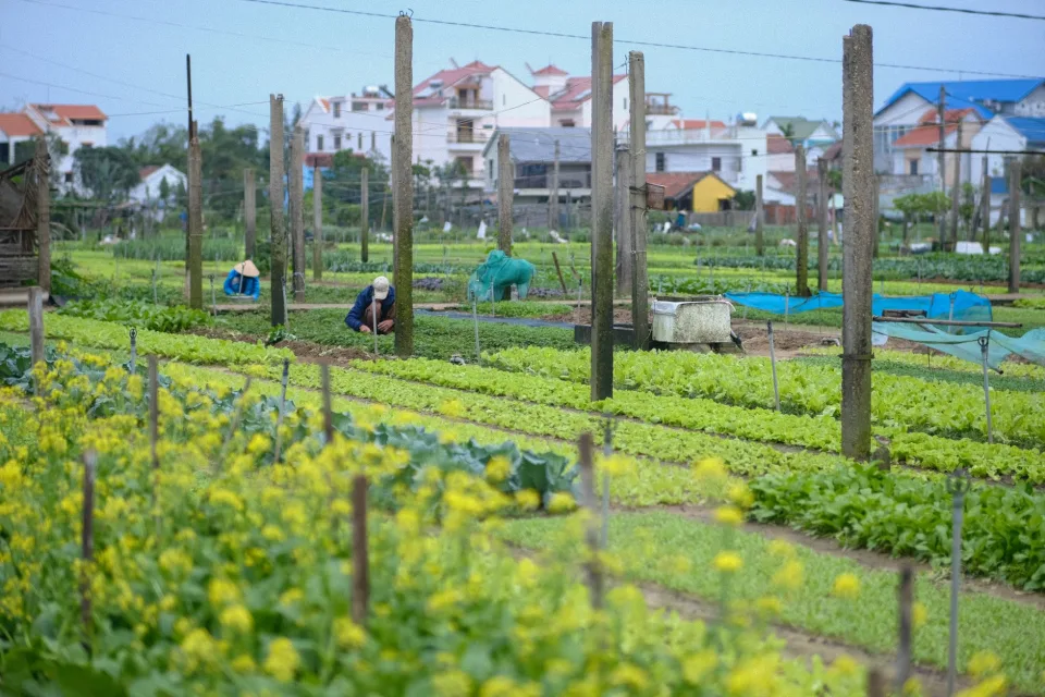 Rau củ nhặt sạch, buộc gọn