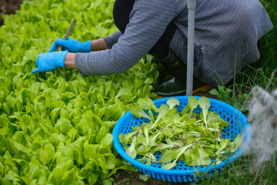 Nông sản của Cây Xanh Trương Tiền