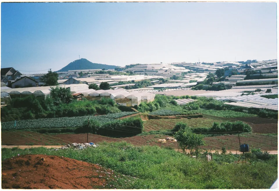 Trứng gà thả vườn