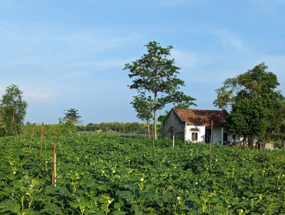 Nông sản đang có